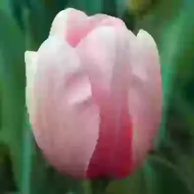 Salmon Impression